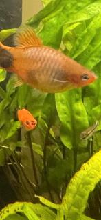5 platy vrouwtjes, Vis, Zoetwatervis, Schoolvis