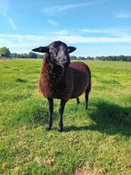 Te koop, Dieren en Toebehoren, Mannelijk, Schaap