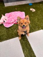 Pomeriaan pup 6 maanden, 15 weken tot 1 jaar, Overige rassen, Teef, Eén hond
