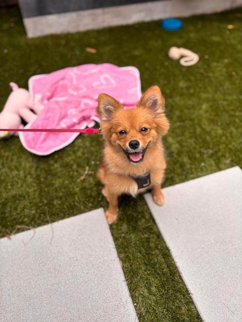 Pomeriaan pup 6 maanden, Dieren en Toebehoren, Honden | Chihuahua's en Gezelschapshonden, Teef, Overige rassen, Particulier, Eén hond
