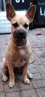 Mechelse Herder/Franse bulldog, Rabiës (hondsdolheid), 15 weken tot 1 jaar, Reu, Eén hond