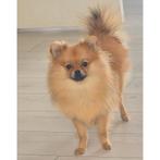 Pomeriaan teefje, Dieren en Toebehoren, Honden | Poolhonden, Keeshonden en Oertypen, 15 weken tot 1 jaar, Overige rassen, Teef