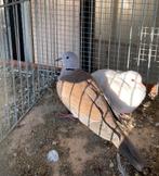 Wildkleur lachduif, doffer, Dieren en Toebehoren, Vogels | Duiven, Mannelijk, Tortelduif