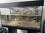 Juwel Rio 125 aquarium + meubel, Dieren en Toebehoren, Vissen | Aquariumvissen, Vis