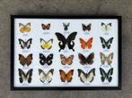 Opgezette vlinders in lijst, Verzamelen, Dierenverzamelingen, Ophalen of Verzenden, Nieuw, Insect, Opgezet dier