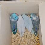 Tamme Baby Forpussen (muspapegaai), Geringd