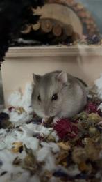 Super lieve Dwerghamster met alle spullen, Dieren en Toebehoren, Knaagdieren, Hamster, Mannelijk, Juli, Tam
