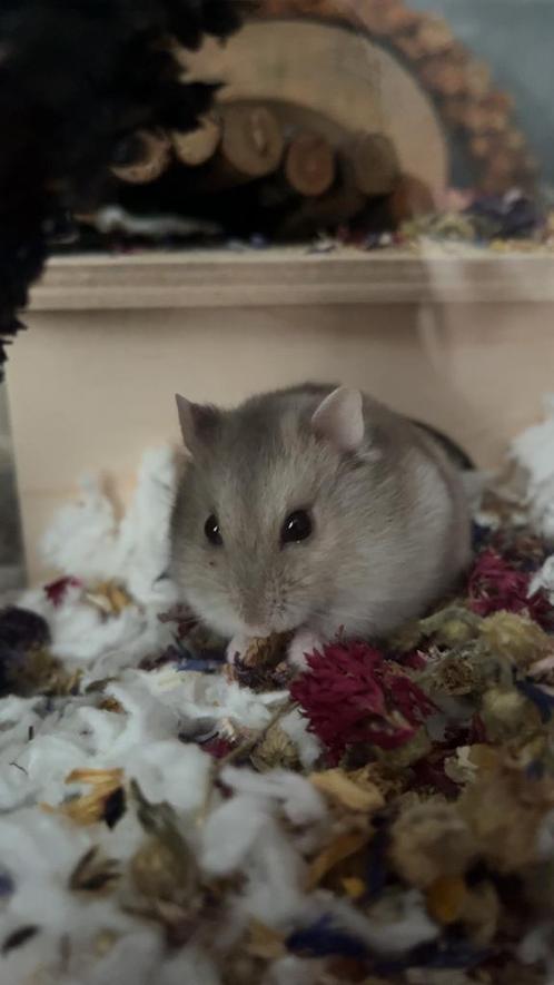 Super lieve Dwerghamster met alle spullen, Dieren en Toebehoren, Knaagdieren, Mannelijk, Hamster, Juli, Tam