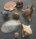 Set mooie schelpen en nog in perfecte staat, Ophalen of Verzenden, Schelp(en)