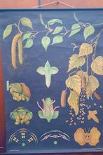 Schoolplaat door Jung-Koch-Quentell & Hagemann, Antiek en Kunst, Antiek | Schoolplaten, Ophalen of Verzenden, Natuur en Biologie