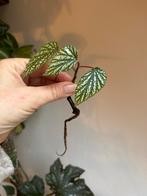 Begonia argenteo guttata, gewortelde stekken zie advertentie, Ophalen of Verzenden, Halfschaduw, Minder dan 100 cm