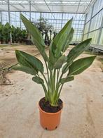 Strelitzia reginae (PARADIJSVOGELBLOEM), Tuin en Terras, Planten | Tuinplanten, Ophalen of Verzenden, Zomer, Overige soorten, Volle zon