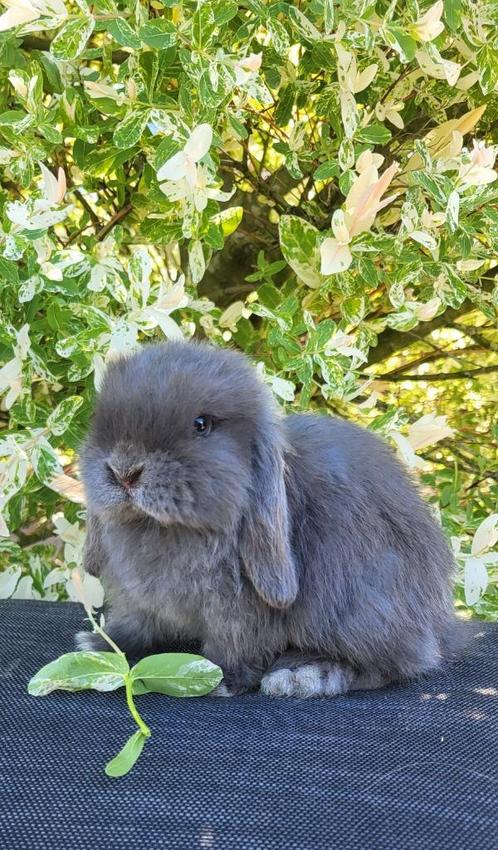Mooie kleine raszuivere mini lop rammetje, Dieren en Toebehoren, Konijnen, Klein, Mannelijk, 0 tot 2 jaar, Hangoor
