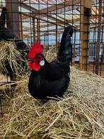 Hollandse krielkippen | Parmantige kippen | Deskundig advies, Dieren en Toebehoren, Pluimvee, Meerdere dieren, Kip