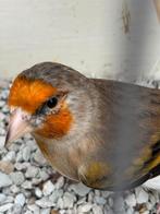 Putter x kanarie, Dieren en Toebehoren, Vogels | Kanaries, Meerdere dieren, Bastaard