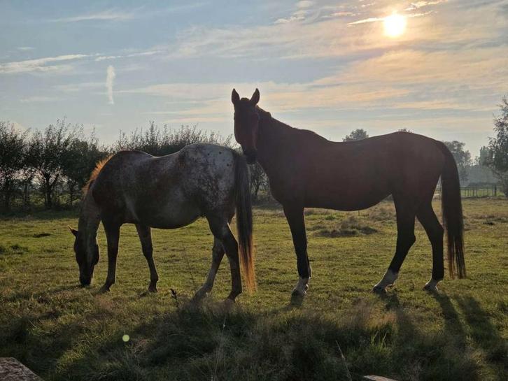 Bijrijder gezocht (regio Vaassen), Dieren en Toebehoren, Paarden en Pony's | Verzorgingsproducten, Zo goed als nieuw, Ophalen
