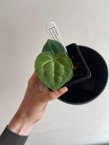 Anthurium Besseae aff. x King Crystallinum seedlings beschikbaar voor biedingen