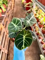 Alocasia Black Velvet - Zeldzame Kamerplant, Huis en Inrichting, Kamerplanten, Ophalen of Verzenden
