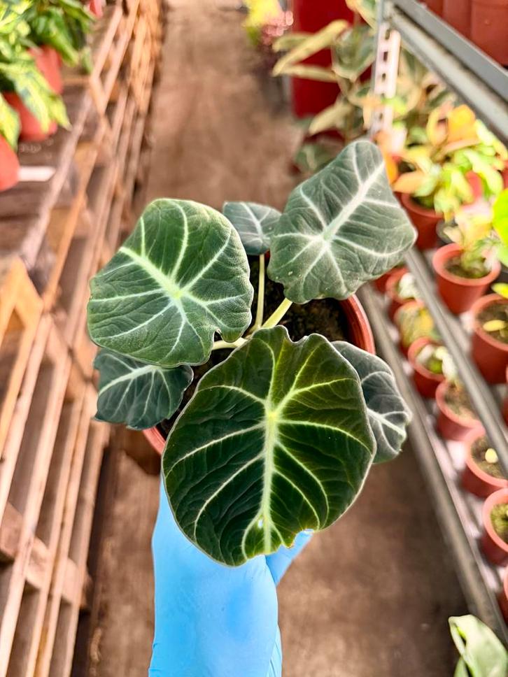 Alocasia Black Velvet - Zeldzame Kamerplant, Huis en Inrichting, Kamerplanten, Ophalen of Verzenden