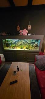 Groot aquarium(interesse peiling), Dieren en Toebehoren, Vissen | Aquaria en Toebehoren, Gebruikt, Ophalen, Leeg aquarium