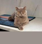 Britse dekkater, Kleur blue, Met stamboom. Niet te koop !, Dieren en Toebehoren, Katten en Kittens | Dekkaters
