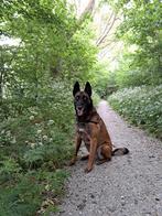 Mechelse herder reu, Dieren en Toebehoren, Honden | Herdershonden en Veedrijvers, 6 jaar of ouder, België, Particulier, Reu