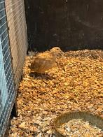 Japanse kwartels, Meerdere dieren, Overige soorten