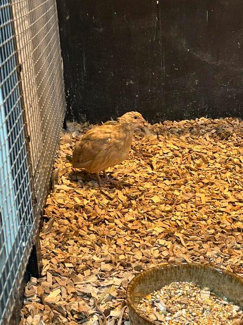 Japanse kwartels, Dieren en Toebehoren, Pluimvee, Overige soorten, Meerdere dieren