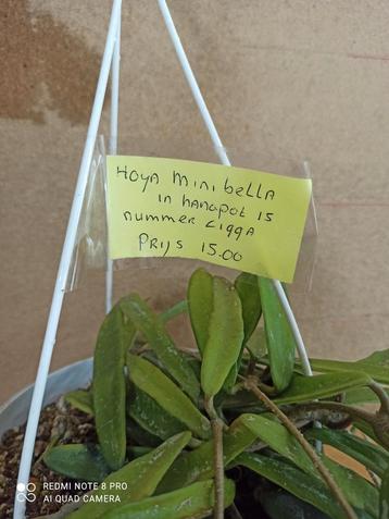 Hoya minibella in hangpot 15 nummer C199a beschikbaar voor biedingen