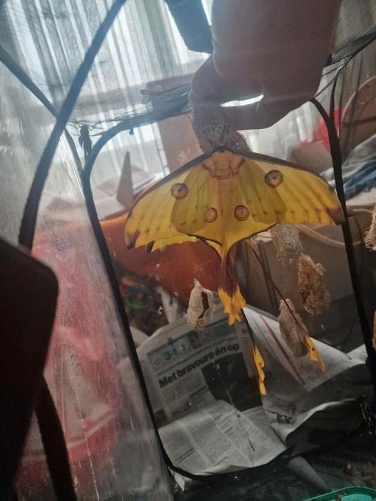 Argema Mittrei cocoons F0, Dieren en Toebehoren, Insecten en Spinnen, Vlinders of Rupsen