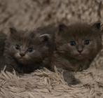 Er zijn belangstellenden vandaar eerst gereserveerd, Dieren en Toebehoren, Katten en Kittens | Raskatten | Langhaar, Meerdere dieren