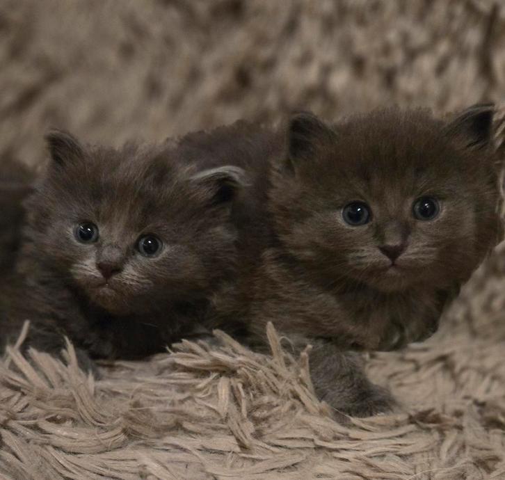 Er zijn belangstellenden vandaar eerst gereserveerd, Dieren en Toebehoren, Katten en Kittens | Raskatten | Langhaar, Meerdere dieren