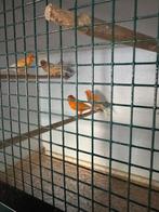 Kanaries, Meerdere dieren, Kleurkanarie