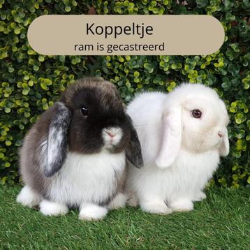 Minilop - NHD hangoorkonijntjes (koppeltje) te koop beschikbaar voor biedingen
