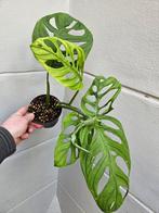 Monstera Adansonii Indo p12 (1)