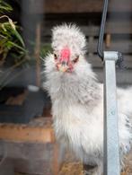 Zijdehoen haan, Dieren en Toebehoren, Mannelijk, Kip