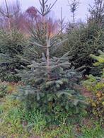 Kerstbomen, Tuin en Terras, Planten | Bomen, Overige soorten, Minder dan 100 cm, Zomer, Ophalen