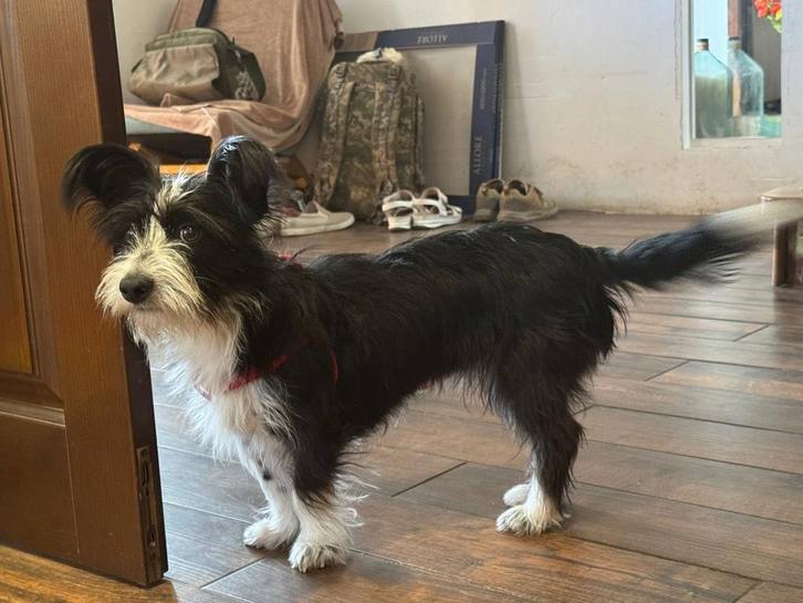 Lieve jonge hond zoekt een warm thuis, Dieren en Toebehoren, Honden | Dekreuen, Meerdere dieren, Fokker | Professioneel, Eén hond