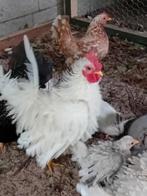 Chabo's Japanse krielen. 3 hanen te koop., Dieren en Toebehoren, Pluimvee, Mannelijk, Kip