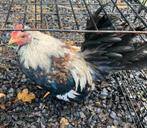 Serama haantje, Dieren en Toebehoren, Pluimvee, Mannelijk, Kip