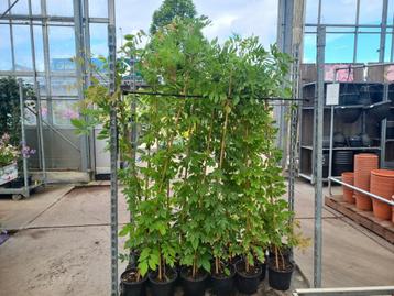 Blauwen regen ca.160cm hoog €9,95 ook Toscaanse Jasmijn  beschikbaar voor biedingen