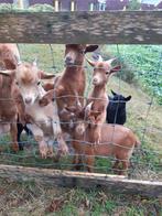 3 bruine dwerggeit bokjes., Dieren en Toebehoren, Schapen, Geiten en Varkens, Meerdere dieren, Geit