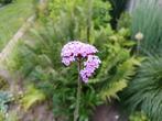 Verbena bonariensis, Tuin en Terras, Planten | Tuinplanten, Ophalen, Overige soorten, Volle zon