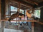 Jonge Pauwen, Dieren en Toebehoren, Pluimvee, Meerdere dieren, Overige soorten