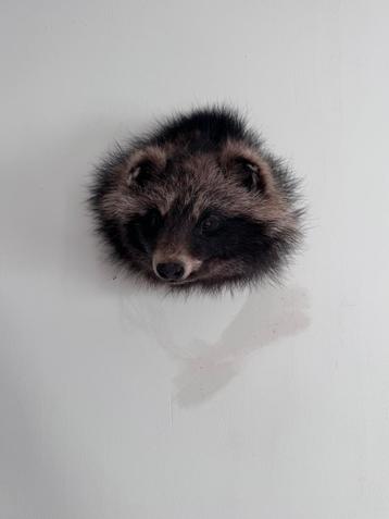 Hele mooie wasbeerhond. Taxidermie  beschikbaar voor biedingen