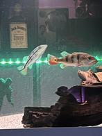 Cichla monocules 15 cm potamotrygon mbu gar arowana panaque, Dieren en Toebehoren, Vis