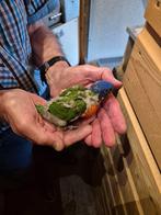Te koop: Mooie jonge Lorrie van de blauwe bergen, Dieren en Toebehoren, Vogels | Parkieten en Papegaaien, Vrouwelijk, Papegaai