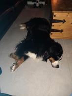 Berner sennen pups verwacht, Overige rassen, 8 tot 15 weken, Meerdere, Meerdere dieren