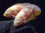 Pauwoog oscar te koop, Dieren en Toebehoren, Vissen | Aquariumvissen, Vis, Zoetwatervis