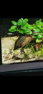 Loricaria parva, Dieren en Toebehoren, Vis, Zoetwatervis, Schoolvis